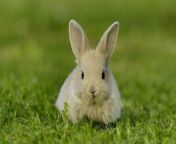 The RSPCA has warned people not to impulse buy rabbits over Easter as the charity is being overwhelmed by unwanted bunnies.