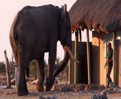 Credit: SWNS / Compass Media&#60;br/&#62;&#60;br/&#62;A camper got a ‘huge fright’ when he came face-to-face with a massive elephant while leaving a toilet block.&#60;br/&#62;&#60;br/&#62;Alistair Lyne was filming one of the huge animals searching for water during the dry season at Elephant Sands Lodge, Botswana.&#60;br/&#62;&#60;br/&#62;Hilarious footage captured the moment a fellow tourist came out of the bathroom and straight into the path of the elephant.&#60;br/&#62;&#60;br/&#62;Stunned by the massive creature blocking his exit, the man’s jaw literally dropped before he turned straight back into the toilet.