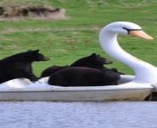 Woburn Safari Park shared this great video of their bears taking a ride in a swan boat after rain created a &#39;lake&#39; in their enclosure. Pictures taken by Keeper Lauren. Video courtesy of Woburn Safari TikTok: https://www.tiktok.com/@woburnsafari