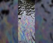 An investigation is underway into an oil leak at one of Kent’s most historic rivers where wildlife has been reported dead.