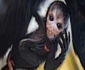 At Chester Zoo, the arrival of Olive, a Colombian black-headed spider monkey born on December 1, has brought joy and hope to conservation efforts. Heartwarming photos capture Olive clinging to her mother, Kiara, offering hope for the species facing extinction. Buzz60’s Maria Mercedes Galuppo has the story.