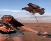This woman was posing for a photo while holding a falcon in her arm. Suddenly, when the falcon flew to her head for the next photo, the woman thought she was being attacked and ran for her life.&#60;br/&#62;&#60;br/&#62;“The underlying music rights are not available for license. For use of the video with the track(s) contained therein, please contact the music publisher(s) or relevant rightsholder(s).”