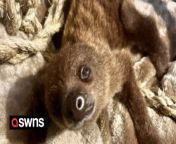 A woman studied for seven years and spent over £8K (&#36;10K) so she could live her lifelong dream of owning - a sloth.&#60;br/&#62;&#60;br/&#62;Katie Robinson, 37, has been obsessed with the animals for most of her life and prepared for years before making the jump and buying one.&#60;br/&#62;&#60;br/&#62;Katie and husband Rob used to live in Seville, Ohio - but with the state&#39;s strict rules on owning an exotic pet there was no way the couple could have a sloth.&#60;br/&#62;&#60;br/&#62;So when the couple decided to move to Harmony, Florida, in 2016, Katie made it clear to her husband that they had to get a sloth. &#60;br/&#62;&#60;br/&#62;Katie spent the next few years conducting intense research on sloths and seven years later - she finally felt prepared to take on the responsibility.&#60;br/&#62;&#60;br/&#62;In December 2023, Katie bought a baby sloth for over &#36;10,000 and named her Ellie.&#60;br/&#62;&#60;br/&#62;Ellie was only three months old when Katie bought her - measuring about 11 inches long and weighing about 3lbs.&#60;br/&#62;&#60;br/&#62;Katie, who works an office manager, said: &#92;