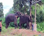 Elephant Matting | Elephant Life from anima matting