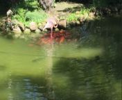In this heartwarming video, an unlikely friendship unfolds as a resort flamingo takes on the role of feeding the fish in a resort pond. The sight of this unexpected companionship is truly wholesome, showcasing the beauty of connection between different species. The flamingo&#39;s gentle gesture of feeding the fish not only highlights its caring nature but also brings joy to those witnessing this unique interaction. This video serves as a reminder of the bonds that can form between creatures, transcending boundaries and spreading warmth and happiness to all who witness it.&#60;br/&#62;Location: Punta Cana &#60;br/&#62;WooGlobe Ref : WGA111267&#60;br/&#62;For licensing and to use this video, please email licensing@wooglobe.com