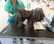 A Pembrokeshire woman has been disqualified from keeping animals for 10 years and handed a suspended custody sentence after she failed to ensure the needs of 30 poodles were met - with all but one found to be suffering. &#60;br/&#62;The poodle type dogs were found living in a poor environment overloaded with dog faeces and with severely matted coats, by the RSPCA and Pembrokeshire County Council dog warden Sally Bland in September last year. &#60;br/&#62;They were subsequently taken into RSPCA care and following a veterinary check were transferred to RSPCA centres, RSPCA branches, and another rescue charity for boarding.&#60;br/&#62;Twenty-three dogs were signed over to the RSPCA and permission was given by the owner for the remaining seven dogs to be removed and boarded.&#60;br/&#62;Sixty-seven-year-old Alison Denise Silk of Camrose, Haverfordwest, appeared at Haverfordwest Magistrates’ Court on January 25 and pleaded guilty to four offences under the Animal Welfare Act.&#60;br/&#62;