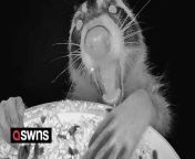 A bird feeder camera captured hilarious images of raccoons, skunks and a deer - all grabbing a midnight snack.&#60;br/&#62;&#60;br/&#62;Danae Wolfe, 36, first set up the recording device in 2022 when she was gifted it to review on her TikTok channel.&#60;br/&#62;&#60;br/&#62;Danae and her family are wildlife enthusiasts and have spent the last eight years transforming their yard to support the native wildlife of Ohio, USA.&#60;br/&#62;&#60;br/&#62;But on the very first night of the camera being in place, Danae and her family were treated to some hilarious images of local wildlife paying a visit.&#60;br/&#62;&#60;br/&#62;Danae, a conservation writer and photographer, said: &#92;