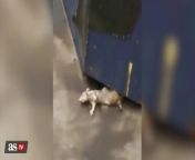 Enormous rat spotted in New York subway from mimieuhag rat full video