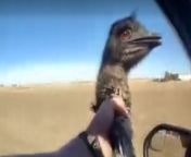 An escaped emu was captured by the sheriff&#39;s deputy in Colorado.Source: Weld County Sheriff’s Office