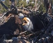 Bald eagle dad Shadow protects his eggs when a raven gets close to the nest on March 4 in Big Bear, California.