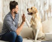 Research Suggests , Dogs Can Distinguish , Foreign Languages.&#60;br/&#62;NBC reports that researchers in Hungary have found &#60;br/&#62;that dogs can recognize when someone is speaking &#60;br/&#62;their owner&#39;s native language or a foreign one. .&#60;br/&#62;According to brain scans from 18 dogs, different areas &#60;br/&#62;of the dogs&#39; brains would light up depending on whether &#60;br/&#62;the dog heard a familiar or foreign language. .&#60;br/&#62;Dogs are really good in &#60;br/&#62;the human environment. &#60;br/&#62;We found that they know more than &#60;br/&#62;I expected about human language, Laura Cuaya, a postdoctoral researcher &#60;br/&#62;at the Neuroethology of Communication Lab &#60;br/&#62;at Eötvös Loránd University in Budapest, via NBC.&#60;br/&#62;Certainly, this ability to be constant social &#60;br/&#62;learners gives them an advantage as a species: &#60;br/&#62;it gives them a better understanding &#60;br/&#62;of their environment, Laura Cuaya, a postdoctoral researcher &#60;br/&#62;at the Neuroethology of Communication Lab &#60;br/&#62;at Eötvös Loránd University in Budapest, via NBC.&#60;br/&#62;According to NBC, Cuaya said that dogs &#60;br/&#62;seem to recognize their owner&#39;s native &#60;br/&#62;language without &#92;