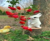 This adorable video features a cute bunny enjoying a delicious strawberry. The bunny nibbles on the strawberry with its tiny teeth, and its ears twitch with excitement. The strawberry is so big that it almost covers the bunny&#39;s face! As the bunny eats, its eyes close in contentment. This video is sure to put a smile on your face!