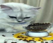 What a hungry cat
