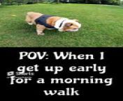 Anyone else feel too tired for a morning walk?