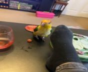 Pickle, a parrot was on a table around their owner&#39;s feet. When Pickle smelled their socks, something kicked in and made them dance by shaking their neck.&#60;br/&#62;&#60;br/&#62;“The underlying music rights are not available for license. For use of the video with the track(s) contained therein, please contact the music publisher(s) or relevant rightsholder(s).”