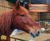 Folly Farm in Pembrokeshire has welcomed a new arrival to the farm this week – a beautiful 14 year old Suffolk punch horse named Lily. Lily’s arrival is extra special due to the Suffolk punch being classed as a priority breed on the Rare Breeds Survival Trust Watchlist.