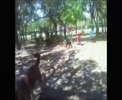 My dog Scooby getting his play on at the Orange Beach, AL dog park. :)