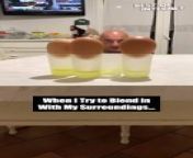 Get ready for a heartwarming surprise as a girl sets out to tackle what appears to be an egg challenge. With four eggs on four glasses, the anticipation builds until the unexpected reveal unfolds. Watch as the girl&#39;s bald dad, cleverly disguised among the eggs, brings joy and laughter in this delightful moment. This heartwarming video is guaranteed to put a smile on your face! ‍&#60;br/&#62;&#60;br/&#62;Video ID: WGA210964&#60;br/&#62;&#60;br/&#62;#heartwarmingvideo #surprisechallenge #dadanddaughter #funnyreveal #viralcontent #familyfun #laughtertherapy #eggchallenge #heartfeltmoments #emotionalvideo