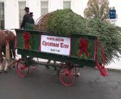 This year’s White House Christmas Tree, which will be on display in the Blue Room, is a 19 foot Douglas Fir donated by a tree farm in Pennsylvania.