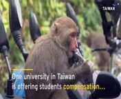 A university in Taiwan is offering students compensation of up to US&#36;3 if their meal is stolen by a macaque.