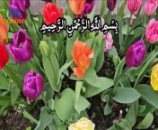 Surah At-Tariq full With Urdu Translation By 786 Cuisine &#124; Surah Tariq &#60;br/&#62;سورۃ الطارق اردو ترجمہ کے ساتھ &#60;br/&#62;surah tariq urdu tarjuma ke sath&#60;br/&#62;surah tariq Surah Tariq Urdu Kay Saath surah at tariq Surah At-Tariq With Urdu Translation by 786 cuisine surah tariq with beautiful visuals surah tariq with arabic text No. of verses: 17 No. of words: 61 No. of letters: 254 Position: Juzʼ 30 #surahtariq #surahtariqurdu #786cuisine Benefits of Surah Tariq In The Name of Allah, The Beneficent, The Merciful The subjects in this Surah are mainly divided into two groups: 1. Resurrection and 2. The Holy Qur&#39;an and its value. At the beginning, after some reflective oaths, it points to the existence of some divine protectors of man. To make manifest the possibility of Resurrection, it refers to the first stage of man&#39;s life and his creation from a sperm drop and then it draws a conclusion that the Creator, who is able to create him from such a lowly life-germ, can give life again, to him. In the following part, it describes the Resurrection and the uniqueness it has. Then, it offers some meaningful oaths to verify the importance of the Holy Qur&#39;an; and finally, it finishes the Surah by mentioning Allah’s punishments for the unbelievers in order to give a warning to them. The Virtue in Studying this Surah There is a tradition from the Prophet (S) for the virtue of this Surah which says: “For the person who studies this Surah, Allah will reward this action ten times the number of stars in the sky.”1 There is a narration from Imam Sadiq which says: &#92;