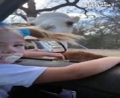 Get ready for a wave of laughter in this incredible video! Witness a hilarious and unexpected turn of events on a fun drive thru safari adventure. Prepare to be entertained as a sweet aunt takes her nephew for a wild ride (literally!).This must-see clip captures the aunt&#39;s priceless reaction as a curious camel decides to &#92;