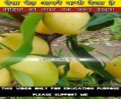 How to plant mango tree at home /आम का पेड़ घर परकैसे लगाएं #facts #viral #shorts