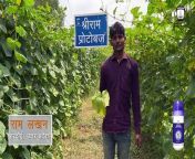 Super farmer Shri Ram Lakhan Ji resolved the yellowing issue in his cucumber crop by using &#92;