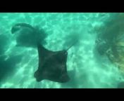 This family had the best time snorkeling in crystal clear waters at an amusement park. Large sting rays and other fish gently swam beneath them as they explored the waters.