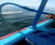 Shark fishing in bali from gadis bali toge