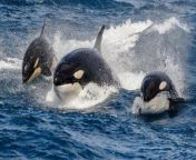 Incredible rare footage shows a pod of orcas and sperm whales in a fraught battle. &#60;br/&#62;&#60;br/&#62;The large pod of orcas can be seen laying siege to a maternal pod of sperm whales, possibly to steal prey. &#60;br/&#62;&#60;br/&#62;A whale-watching vessel filmed the extremely rare event on March 24 in the Bremer Canyon, 70km off the coast from Bremer Bay, Western Australia, Australia. &#60;br/&#62;&#60;br/&#62;Naturaliste Charters, a whale-watching company, had been tracking the orcas as they searched for food. &#60;br/&#62;&#60;br/&#62;But the giant predators suddenly attacked a group of sperm whales, resulting in a long and savage battle. &#60;br/&#62;&#60;br/&#62;Jenna Tucker, a marine biologist who was on board the vessel, said: &#92;