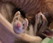This ferret loved snuggling with these cats, and they all slept together. The cats caressed the ferrel and became protective of them when the owner tried to take them away.