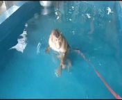 A young monkey named Shakina enjoyed splashing around in the pool on a particularly hot day. Another monkey and Shakina&#39;s owner gave her company as she swam and played energetically.