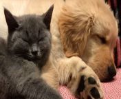 Golden puppy and cat have been best friends since Day 1 — watch what happens 5 years later ❤️