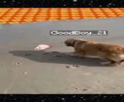 dog in Minecraft from minecraft girl fart