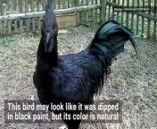 The Ayam Cemani chicken&#39;s jet black pigment is caused by a genetic mutation called fibromelanosis. It&#39;s one of four chicken breeds that have this rare dark coloring.