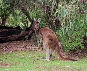 Kangaroo is eating and the baby at her pocket.