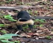 Get ready for a barrel of laughs with this hilarious monkey video! Watch as our mischievous monkey friends swing, play, and cause all sorts of trouble. From stealing food to playing pranks, these monkeys will keep you entertained and smiling. Enjoy the funny moments and adorable antics of our primate pals!&#92;
