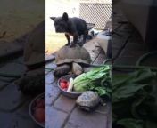 Seven, the French bulldog, stood on Nicolas, the turtle&#39;s back, hoping to get a ride. He eagerly waited for the turtle to finish their meal before abandoning the idea of hitchhiking on their back and got down.
