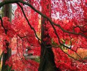Beautiful Red Maple tree leaves - The full Autumn - Live Happily from nude photo book