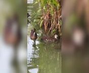 A passerby appeared to come to a group of ducks&#39; rescue after they pushed their seemingly-dead friend towards her before she helped revive the bird on video. When Sarah Young, 37, was passing by a pond while on vacation in Punta Cana, the Dominican Republic, she came across a group of ducks with one that, she said, seemed &#92;