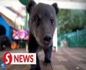 A Gen Z animal caregiver in Zhejiang Province is captivating hearts with footage of lion and tiger cubs, among other furry cuties. &#60;br/&#62;&#60;br/&#62;It&#39;s no surprise she has gained fame; who could resist the charm of snuggling up with these adorable animals?&#60;br/&#62;&#60;br/&#62;WATCH MORE: https://thestartv.com/c/news&#60;br/&#62;SUBSCRIBE: https://cutt.ly/TheStar&#60;br/&#62;LIKE: https://fb.com/TheStarOnline