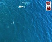 Welcome to our article on the wonders of the Blue Whale, the largest mammal in the ocean. These magnificent creatures are not only awe-inspiring in size, but they also play a crucial role in marine life and the delicate balance of our oceans. However, their status as an endangered species calls for urgent conservation efforts to ensure their preservation.&#60;br/&#62;&#60;br/&#62;https://egeg77.blogspot.com/2024/03/httpsegeg77.blogspot.com202403blog-post.html.html&#60;br/&#62;Our sites&#60;br/&#62;https://egeg77.blogspot.com/&#60;br/&#62;https://sahkfa.blogspot.com/&#60;br/&#62;https://afkaaar77.blogspot.com/&#60;br/&#62;