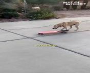 Get ready to be amazed by the incredible skills of this skateboarding dog! Witness this furry athlete shredding it up on their board with impressive control and adorable enthusiasm. Prepare to be charmed by their pawesome tricks and hilarious determination. This must-see video is a reminder that our canine companions can surprise us with their talents.This viral clip is sure to put a smile on your face!&#60;br/&#62;&#60;br/&#62;Video ID: WGA741962&#60;br/&#62;&#60;br/&#62;#bestofinternet #wooglobe #skateboarding #dogsofinstagram #dog &#60;br/&#62;#dogboardingpro #pawesometricks #viralpaws #dogsofinstagram #funnyanimals #skateboardingdog #doglife #cutedogs #animaltalent #petsofinstagram #doglover #tricksfordogs #skilleddog #entertainment #mustsee #viralvideo #positivevibes #ilovemypet #dogsoftiktok #animalkingdom #adorable&#60;br/&#62;