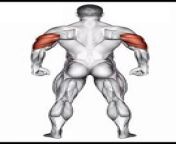 Tricep Workout #triceps #shorts #tricepsworkout #tricepsexercises #bodybuilding #fitness #gymworkout&#60;br/&#62; Watch Our Popular Workout Plans Here- https://www.youtube.com/@GymWorkoutTV&#60;br/&#62;&#60;br/&#62;Strengthen and sculpt your triceps with our comprehensive tricep workout! In this YouTube video, we&#39;ll walk you through a series of targeted exercises designed to maximize gains and definition in your tricep muscles. From skull crushers to tricep dips and kickbacks, we&#39;ll cover a range of exercises suitable for all fitness levels. Whether you&#39;re a beginner or an experienced lifter, this routine will help you build strong and toned triceps. &#60;br/&#62;&#60;br/&#62;I hope you find this video informative and helpful! Thanks for watching