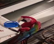 &#39;Hat&#39; being his favorite word, this macaw parrot uttered the word while playing with a jar cap. He learned that anything that one puts on their head is called a hat.