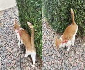 &#39;If this video indicates anything, it&#39;s that cats can get away with literally anything!&#60;br/&#62;&#60;br/&#62;Filmed by Tracy Howell in her garden, this clip features her pet kitty doing a PAWstand while vibrating its tail. However, neither of the said feats happens to be the highlight of this amusing footage. &#60;br/&#62;&#60;br/&#62;In fact, the part that has got people talking is the one showing the mischievous animal casually &#92;
