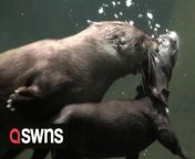 Adorable videos show a baby otter getting swimming lessons from his river otter mum. Staff at the Oregon Zoo captured videos of 13-year-old rescued North American river otter Tilly teaching her 4-month-old pup Mo to swim.Mo was born in late January and only took his first dip in April, with a lot of help from his mum.Zookeeper Becca Van Beek stated that as swimming doesn’t come naturally to river otter pups, they have to be taught by their mothers.She said: “So far Tilly&#39;s been an amazing teacher.&#92;