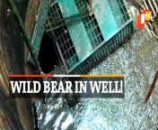 WATCH &#124; Wild Bear Rescued From Village Well In Odisha