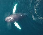 Credit: SWNS / Asa Steinars&#60;br/&#62;&#60;br/&#62;A humpback whale has been spotted frolicking around a harbour in Iceland for the last three weeks.&#60;br/&#62;&#60;br/&#62;Locals in Hafnarfjörður - which lies 10km south of Reykjavík - have been &#92;